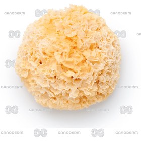 تصویر قارچ ترملا Tremella 