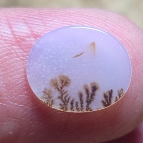 تصویر نگین شجر. 