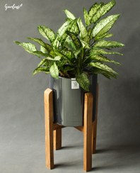 تصویر آگلونما برفی با گلدان پلیمری پایه‌دار 