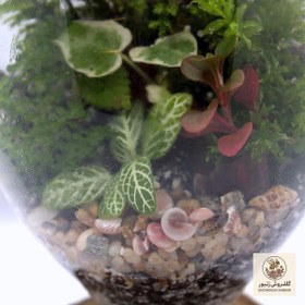 تصویر گیاه طبیعی تراريوم مدل كوزه ای کد T-k-li | کد: ZNB-9AX 