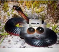 تصویر مهره مار شاه کبری سرخ 