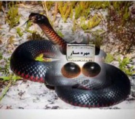 تصویر مهره مار شاه کبری سرخ 