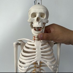 تصویر مولاژ ،اسکلت آناتومی انسان ،نصف قد طبیعی 85 سانتی متر 