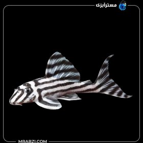 تصویر پلکو گورخری L46 