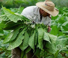 تصویر بذر وارداتی تنباکو کاپیتان بلک (اصل) – Tobacco 