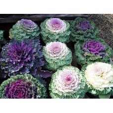 تصویر ده عدد بذر کلم زینتی 