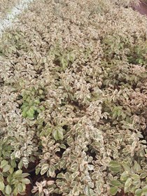 تصویر بنجامین 