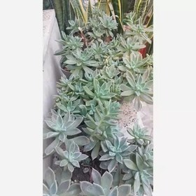 تصویر گیاه اپارتمانی ساکولنت آئونیوم سایز بزرگ(succulent plant) 