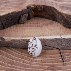 تصویر نگین بیضی جاسپر کاپوچینو 