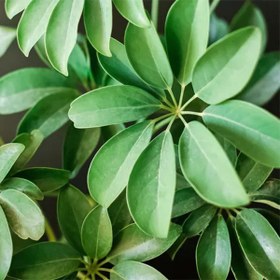 تصویر شفلرا سبز 