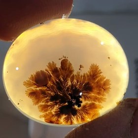 تصویر شجر قائن 