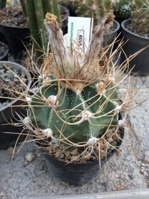 تصویر بذر کاکتوس کاپری کورن واریته آئوریوم ELG.9539 - بسته 10 عددی Astrophytum capricorne var. Aureum ELG.9539