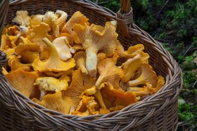 تصویر کمپوست قارچ یال شیر Lion's mane mushroom compost