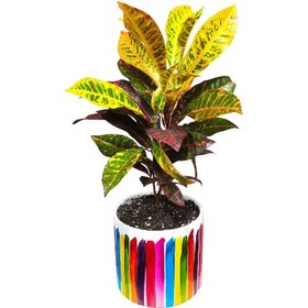 تصویر گلدان کروتون 