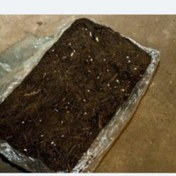 تصویر کمپوست قارچ دکمه ای ، حاوی بذر قارچ، بذر زنی شده، حداقل فروش 1000 کیلوگرم، محصول شرکت یکتای سپاهان اصفهان 