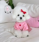 تصویر پودل عروسکی 