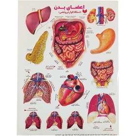 تصویر برچسب کودک آموزشی طرح اعضای بدن دستگاه گوارش و تنفس سایز A4 کد 800 
