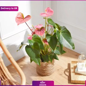 تصویر (Delivery to UK) Pink anthurium 