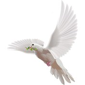 تصویر تصویر کبوتر PNG رایگان 