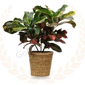 تصویر کروتون چناری 