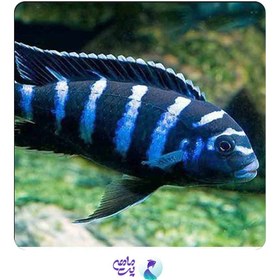 تصویر سیچلاید دماسونی 1 تا 3 Cm 