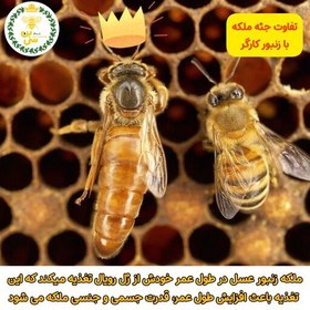 تصویر ژل رویال اصل ایرانی(40 گرمی)با تضمین کیفیت(با برگه آزمایش)-خالص بدون مواد افزودنی-غذای سلطنتی ملکه زنبور عسل- غرفه سی بن 