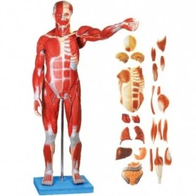 تصویر مولاژ بدن انسان و اندام های داخلی 