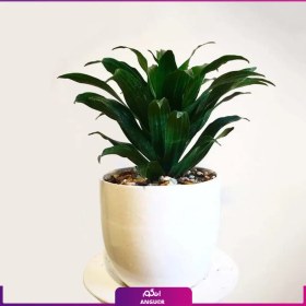 تصویر گیاه گلدانی دراسنا کامپکت Janet Craig dracena, Striped dracena 