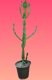 تصویر افوربیا لاکتی 