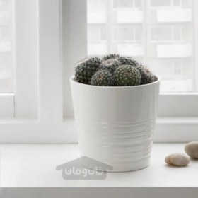 تصویر گیاه گلدانی ایکیا مدل IKEA CACTACEAE تحویل 29 روزه IKEA CACTACEAE Potted plant