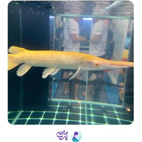تصویر ماهی الیگیتور آلبینو سایز 17 تا 20 سانتی متر 