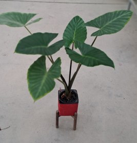 تصویر بابا آدم هیدروپونیک 