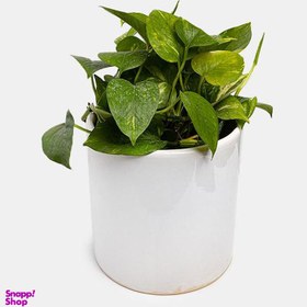 تصویر گیاه طبیعی پتوس نئون مدل 054 