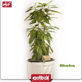 تصویر گیاه آکوبا 