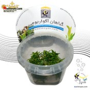 تصویر گیاه استروژن ریپنس آکواریوم گیاهی کد ۶۰۸ Aquarium Plant strogen Ripens