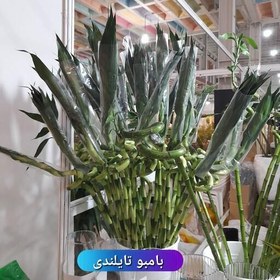 تصویر بامبو تایلندی 