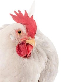 تصویر تخمگذار مرغ بومی 