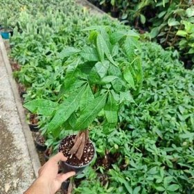 تصویر خرید گل پاچیرا تهران 