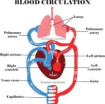 تصویر نمونه سوال فیزیولوژی گردش خون 