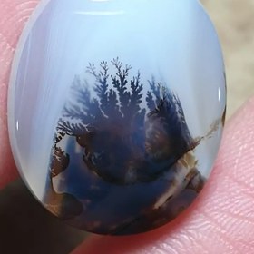 تصویر شجر قائن زیبا خاص 