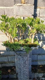 تصویر بنسای سم اسبی 