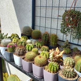 تصویر خرید اینترنتی کاکتوس برای اتاق‌های نورگیر 