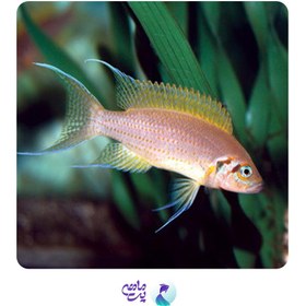 تصویر بریچاردی 3 تا 5 cm 