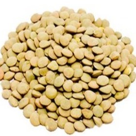 تصویر عدس درشت یک کیلوگرم 