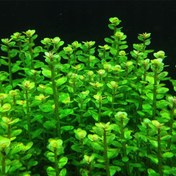 تصویر گیاه آبزی آمانیا (روتالا) بن سای 