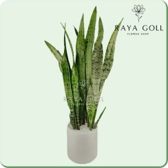 تصویر گلدان سانسوریا سبز 