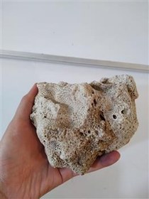 تصویر مرجان دریایی زیبا 