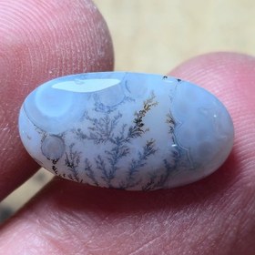 تصویر شجر قائن خاص زیبا 