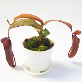 تصویر گیاه طبیعی نپنتس حشره خوار نژاد ربکا سوپر(سایز۲) 