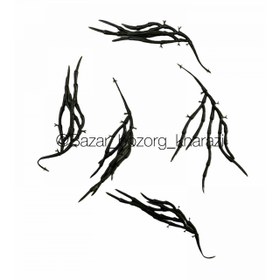 تصویر ریشه گل 5 تایی 